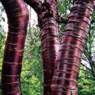 300 Prunus Serrula- Paperbark Cherry Tree- Red Shiny bark glistens!