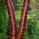 140 Prunus Serrula- Paperbark Cherry Tree- Red Shiny bark glistens!