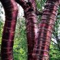 140 Prunus Serrula- Paperbark Cherry Tree- Red Shiny bark glistens!