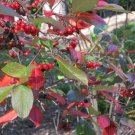 Red Chokeberry, Aronia arbutifolia Brilliantissima, 30 Shrub Seeds (Fall Color)