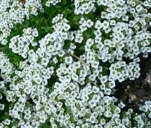 ALYSSUM SWEET Lobularia Maritima - 10,000 Bulk ct for germination
