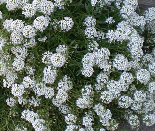 ALYSSUM TINY TIM Lobularia Maritima - 1,000 Bulk ct for germination