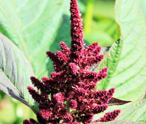 AMARANTHUS PYGMY TORCH Amaranthus Hypochondriacus - 1,000 Bulk ct for germination