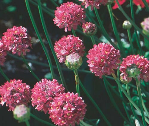 ARMERIA JOYSTICK MIX Armeria Maritima - 200 Bulk ct for germination
