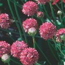 ARMERIA JOYSTICK MIX Armeria Maritima - 200 Bulk ct for germination