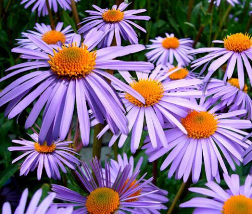 BasqueStore - ASTER WARTBURG STAR Aster Tongolensis - 250 Bulk ct for germination