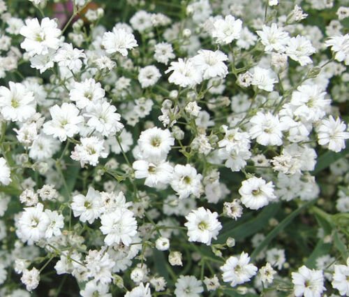 BABY'S BREATH Gypsophila Elegans Bulk - 10,000 Bulk ct for germination