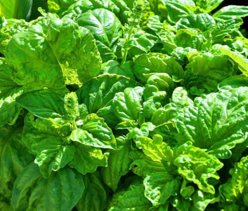 BASIL LETTUCE LEAF Ocimum Basilicum - 1,000 Bulk ct for germination