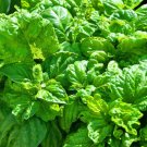 BASIL LETTUCE LEAF Ocimum Basilicum - 1,000 Bulk ct for germination