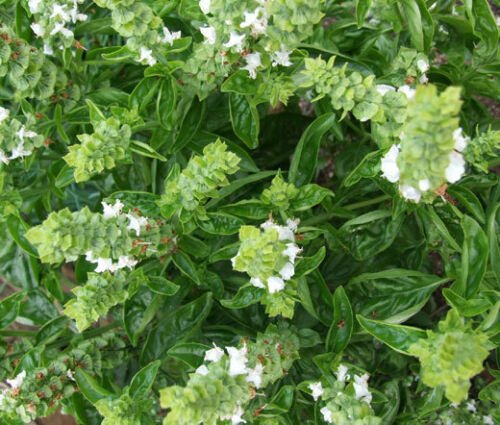 BasqueStore - BASIL SWEET GENOVESE Ocimum Basilicum - 400 Bulk ct for germination