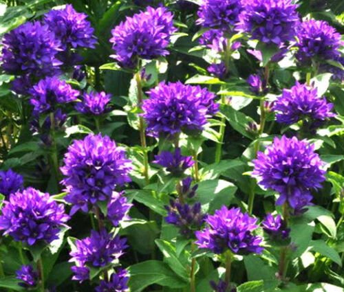 BasqueStore - BELLFLOWER SUPERBA Campanula Glomerata - 200 Bulk ct for germination