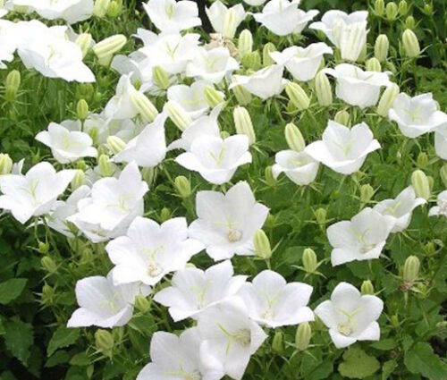 BELLFLOWER TUSSOCK WHITE Campanula Carpatica - 1,000 Bulk Seeds