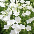 BELLFLOWER TUSSOCK WHITE Campanula Carpatica - 1,000 Bulk Seeds