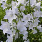 BELLFLOWER WILLOW PEACH LIVED WHITE Campanula Persicifolia - 1,000 Bulk ct for germina