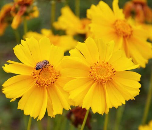 COREOPSIS LANCELEAF DWARF PERENNIAL Coreopsis Lanceolata - 5,000 Bulk ct for germinati