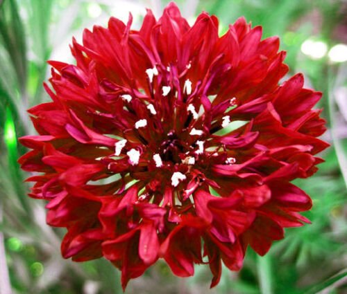 CORNFLOWER BACHELOR'S BUTTON RED Centaurea Cyanus - 5,000 Bulk ct for germination