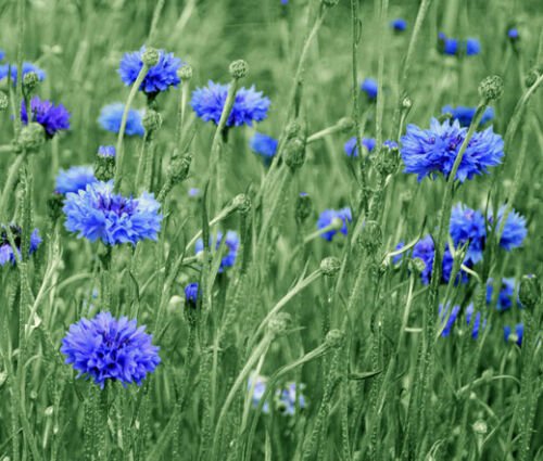 CORNFLOWER BACHELOR&acirc;��S BUTTON BLUE Centaurea Cyanus - 5,000 Bulk ct for germination