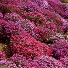 BasqueStore - AUBRIETA ROCK CRESS CASCADE MIX Aubrieta Hybrida Superbissima - 500 Bulk ct for germin
