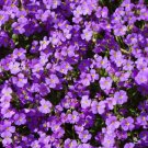 AUBRIETA ROCK CRESS PURPLE Aubrieta Hybrida Hendersonii - 1,000 Bulk ct for germination