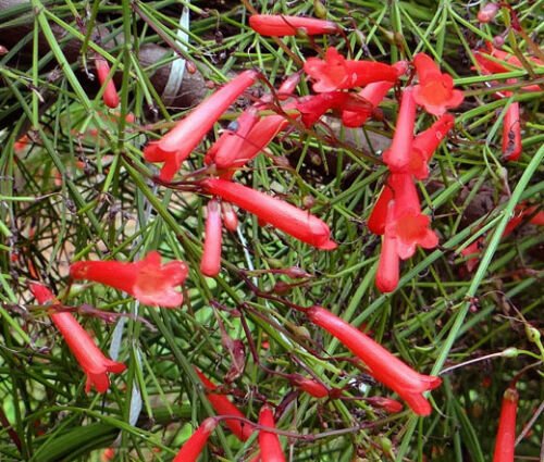 CIGAR PLANT SCARLET RED Cuphea Ignea Coan - 200 Bulk ct for germination