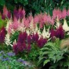 50 White Pink Purple Astilbe Ct Bunter Shade Perennial Flower Chinensis