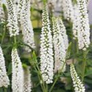 100 White Veronica Ct Speedwell Royal Candle Flower Perennial Flowers