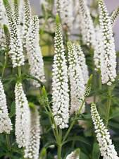 100 White Veronica Ct Speedwell Royal Candle Flower Perennial Flowers