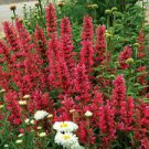 100 Raspberry Hyssop Ct Agastache Perennial Flower Flowers