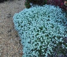 25 Teal Alyssum Ct Carpet Flower Sweet Flowers  Flowers