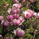 5 Saucer Magnolia Ct LILY FLOWER TREE Fragrant Tulip Flowers