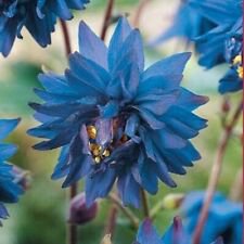 50 Barlow Blue Columbine Ct Flower Perennial Flowers Bloom