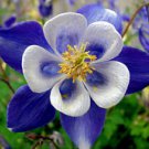 50 Bright Blue White Columbine Ct Flower Perennial Flowers