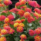 50 Pink Orange Verbena Ct Flower Flowers Spring Perennial Wildflower