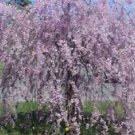 5 Purple Willow Ct Tree Weeping Flower Giant Full Landscape Garded Yard