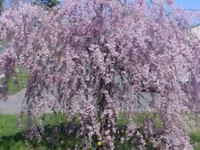 5 Purple Willow Ct Tree Weeping Flower Giant Full Landscape Garded Yard