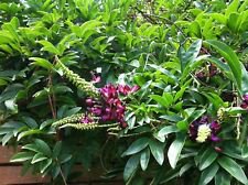 5 Evergreen Wisteria Ct Bright Pink Vine Climbing Flower Perennial