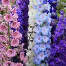 50 Doubles Mix Delphinium Mix Ct Perennial Flowers Flower