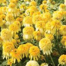 50 Double Yellow Coneflower Seeds Flower Perennial Flowers