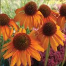 50 Bright Orange Coneflower Seeds Flower Perennial Flowers