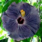 20 Purple Silver Hibiscus Ct Flowers Perennial Flower  Bloom