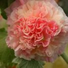25 Double Orange Hollyhock Ct Perennial Giant Flower Garden  Flowers