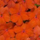 50 Bright Orange Impatients Seeds Flower Seed Flowers Annual Bloom