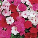 50 Peppermint Mix Impatients Seeds Flower Seed Flowers Annual Bloom