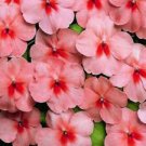 50 Salmon Splash Impatients Seeds Flower Seed Flowers Annual Bloom