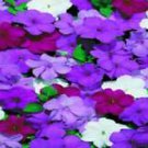 50 Cascade Beauty Blue Impatients Seeds Flower Flowers Annual Bloom