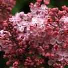 25 Pink Lilac Seeds Fragrant Hardy Perennial Flower Flowers Seed
