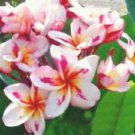 5 White Yellow Pink Plumeria Seeds Plants Flower Flowers Perennial