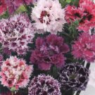 100 DBL Pink Purple Mix Carnation Seeds Dianthus Flowers  Perennial