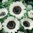 25 Snow White Sunflower Seeds Flowers Flower Perennial Bloom