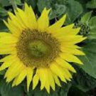 25 Munchkin Sunflower Ct Flowers Flower Perennial Sun Bloom